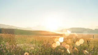 field sun grass