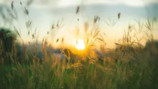 summer field sunset