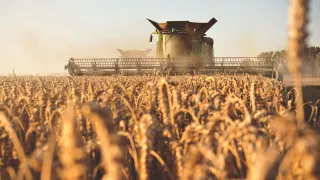 Combine harvester in a wheat field.