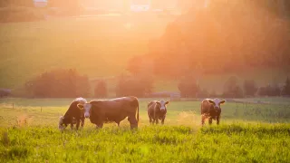 Cows graze in a sunlit green pasture. Mountains and buildings in the background.