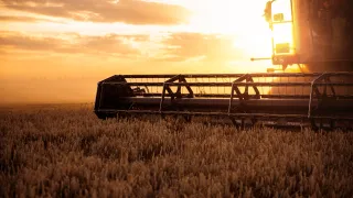 Combine harvester in a wheat field at sunset.