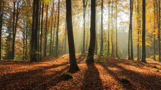 Sunlight through autumn trees, casting long shadows.