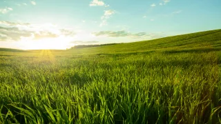 Green field under the bright sun.