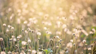 wildflowers at golden hour