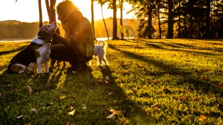Man petting a beagle and a small white dog in a sunny park.