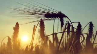 close up shot of silhouette of wheat with sun setting in background
