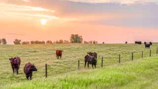 Cattle in pasture