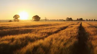 Sunrise over a golden wheat field.