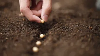 Hand planting seeds in soil.