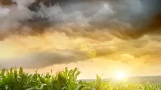 Corn field under a dramatic cloudy sky.
