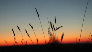 Wheatgrass Closeup By Crystal Bosch