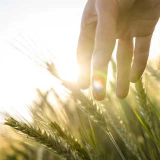 Hand touching wheat in a field, sun shining.