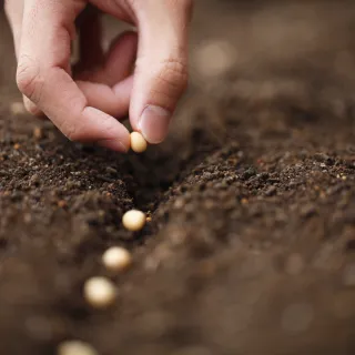 Hand planting seeds in soil.
