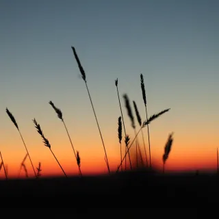 Wheatgrass Closeup By Crystal Bosch