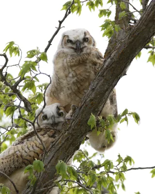 Owls in Tree by Valerie Hagen